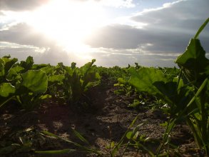 Bir Gün, Bir Tarlada