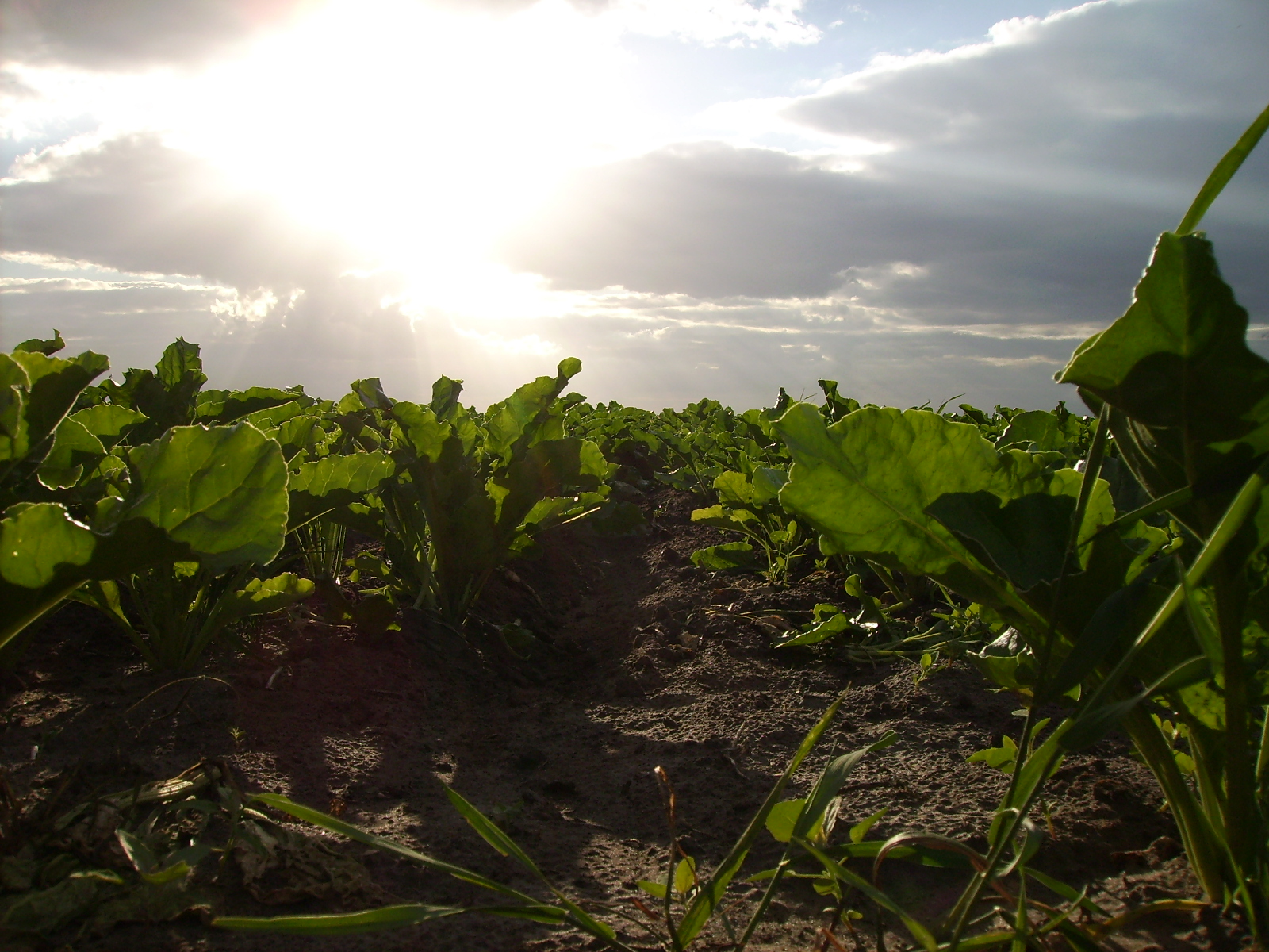 Bir Gün, Bir Tarlada